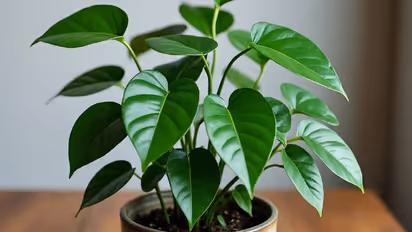 মানি প্ল্যান্টের মাটিতে দুধ ও চিনি মিশিয়ে দিলে কী লাভ? জানলে অবাক হবেন