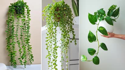 गार्डनिंग के लिए 5 बेल प्लांट