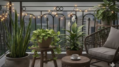 बालकनी गार्डन के लिए कम धूप वाले प्लांट