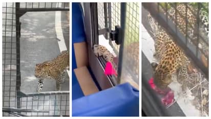 आराम से बैठा लेपर्ड जब अचानक खतरनाक हो गया, सफारी के दौरान का SHOCKING VIDEO
