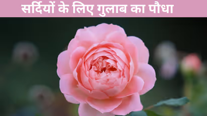 best rose varieties for winter india