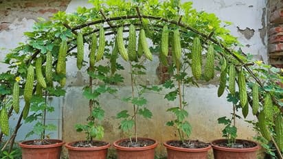 करेला लगाने की ट्रिक