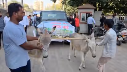 बैंड-बाजे के साथ 2 गधों ने खींची थार, पुणे में अनोखे अंदाज का वीडियो वायरल