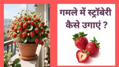 how to grow strawberries in pots