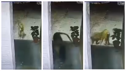 'शिकारी शिकार ले गया...' पुलिस स्टेशन के CCTV फुटेज को देख पुलिसवाले हैरान