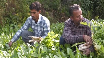 udhampur organic daikon radish harvest pm kisan success