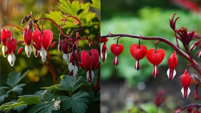 Indoor plants for love and relationships