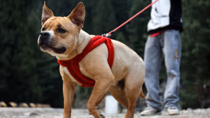 Delhi pitbull attack