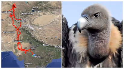 'गजब की हिम्मत', 15000 KM उड़कर पाकिस्तानी बॉर्डर पार कर भारत आया ये गिद्ध