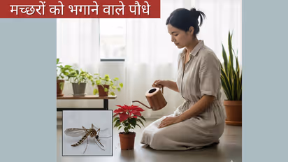 mosquito control indoor plants