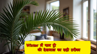 Areca palm care tips