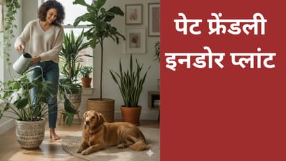 pet friendly indoor plants india