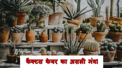 Cactus plant Care Tips