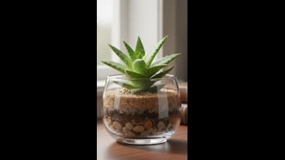 aloe vera gel skin care Aloe Vera Gel | Pure and Natural main image 1