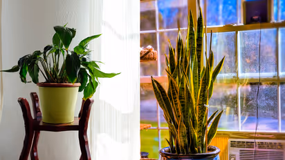 Plants that give oxygen at night