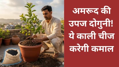 how to grow guava plant in pot