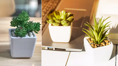 ऑफिस टेबल के लिए बेबी प्लांट