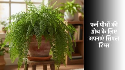  फर्न पौधों को बढ़ाने के 5 सिंपल टिप्स