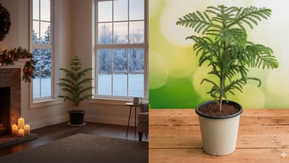 क्रिसमस ट्री