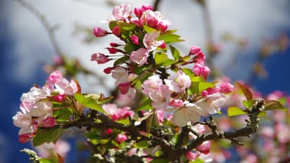 Weeping Cherry Blossom Tree