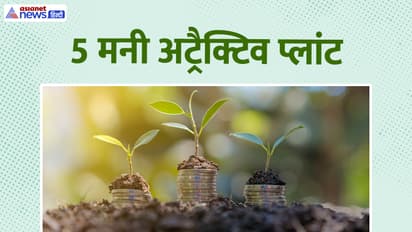 Wealth plants for home