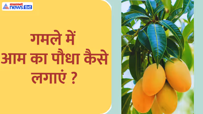 How to grow mango in pot