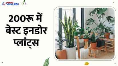 indoor plants under 200