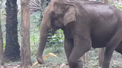 wild elephant