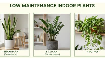 लो मेंटेनेंस इंडोर प्लांट्स