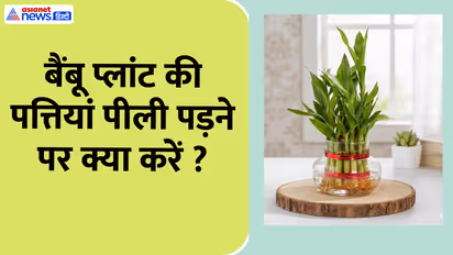 Lucky bamboo care tips