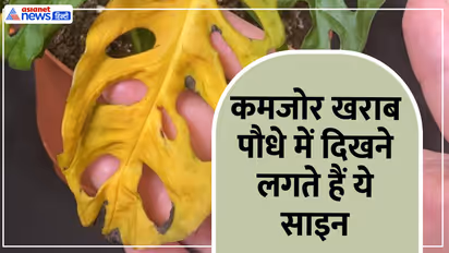 पौधा हो रहा है कमजोर