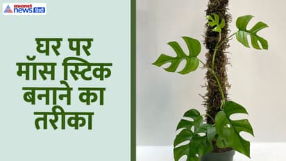 How to make moss stick at home