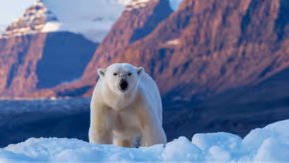 Polar Bears