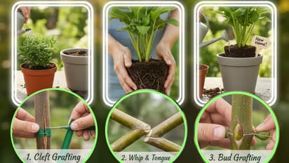 प्लांट ट्रांसप्लांट और ग्राफ्टिंग रूल्स