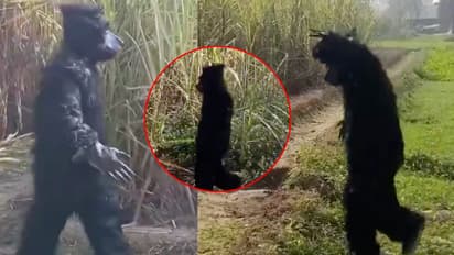 bijnor farmers bear costume jamvant monkey solution