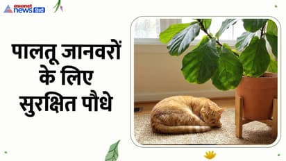 Pet Safe Plant
