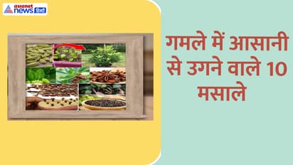 spice plants kitchen garden