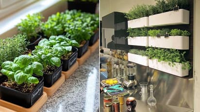 वाइट गार्डन वेजिटेरियन किचन