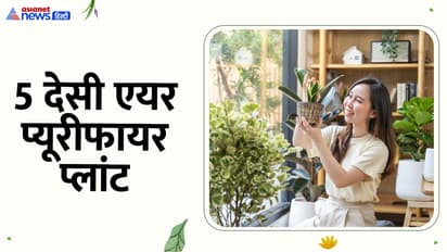 5 cheap indoor plants