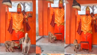 Bijnor News: मंदिर में 48 घंटे से हनुमान जी की परिक्रमा कर रहा कुत्ता