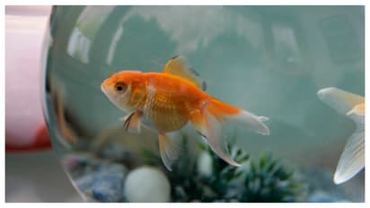 Aquarium Fish Care : घरातले मासे सारखे मरतायत? 'या' ५ चुका टाळल्या तर ते नक्की जगतील!