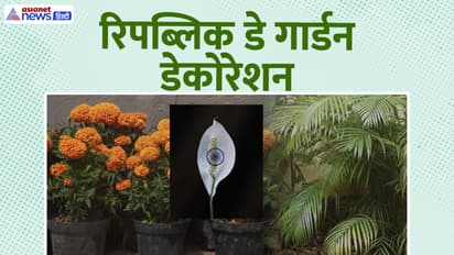 Tricolor plants for garden