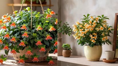 Best Summer Flowering Plants for Balcony Garden