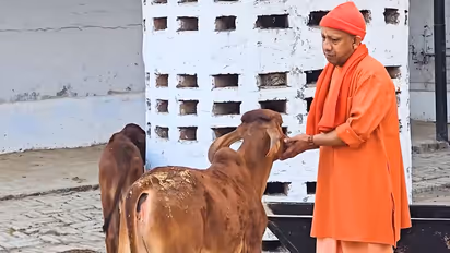 গোরক্ষনাথ মন্দিরে মুখ্যমন্ত্রী : গোসেবা থেকে শিশুদের স্নেহাশিস দিলেন যোগী