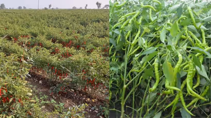 Chilli Crop: खेत में मिर्च की फसल बचाने के लिए किसान ने उठाया हाई-टेक कदम
