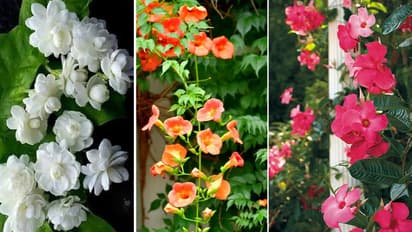 फास्ट ग्रोइंग बेलें