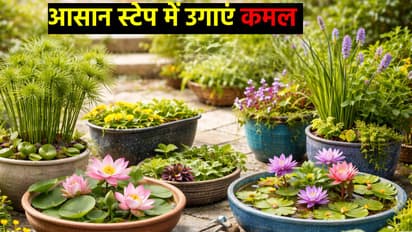 lotus plant growing tips