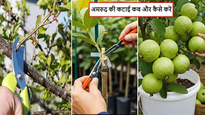 अमरूद प्लांट प्रूनिंग ट्रिक