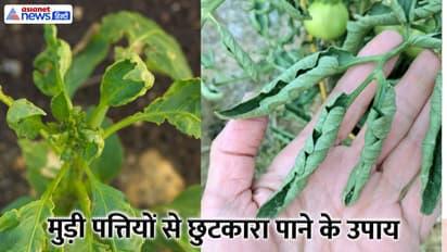 Curled Leaves Plant Solution