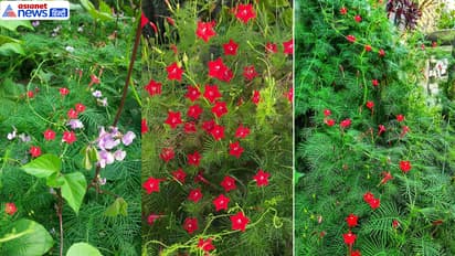 Cypress vine plant price care